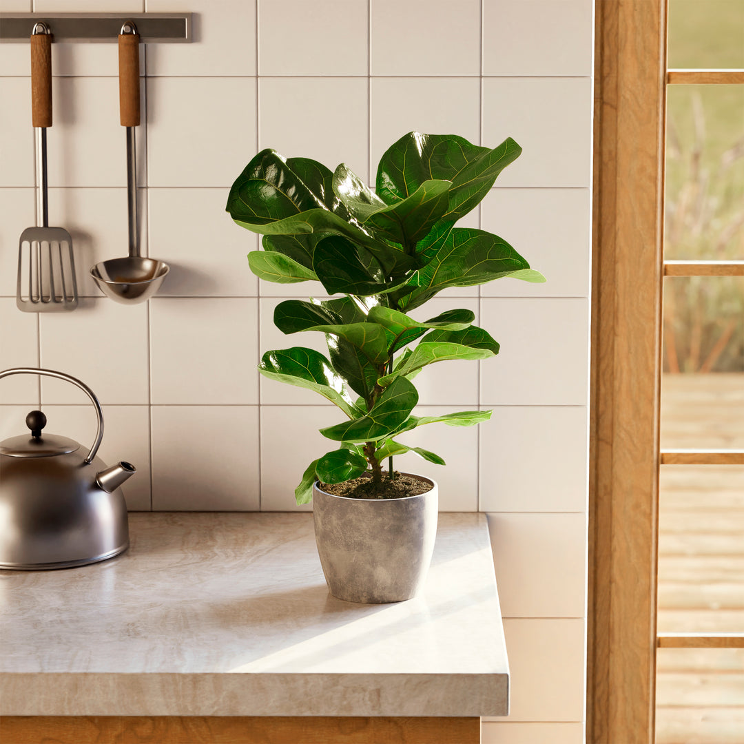 fiddle leaf fig in pot Fiddle Leaf Fig Tree | Ficus Lyrata