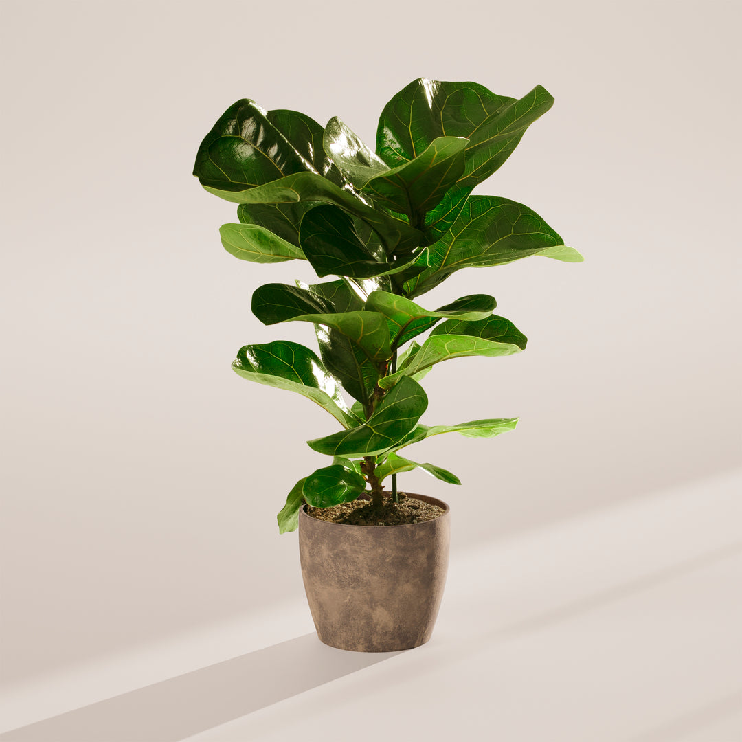 Fiddle Leaf Fig Tree Ficus Lyrata Lively Root1