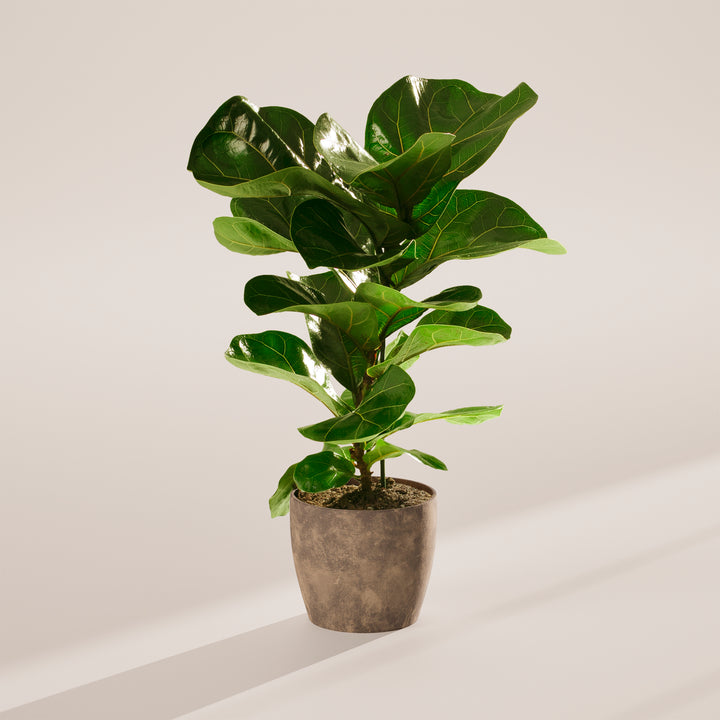 ficus fiddle leaf fig tree Fiddle Leaf Fig Tree | Ficus Lyrata
