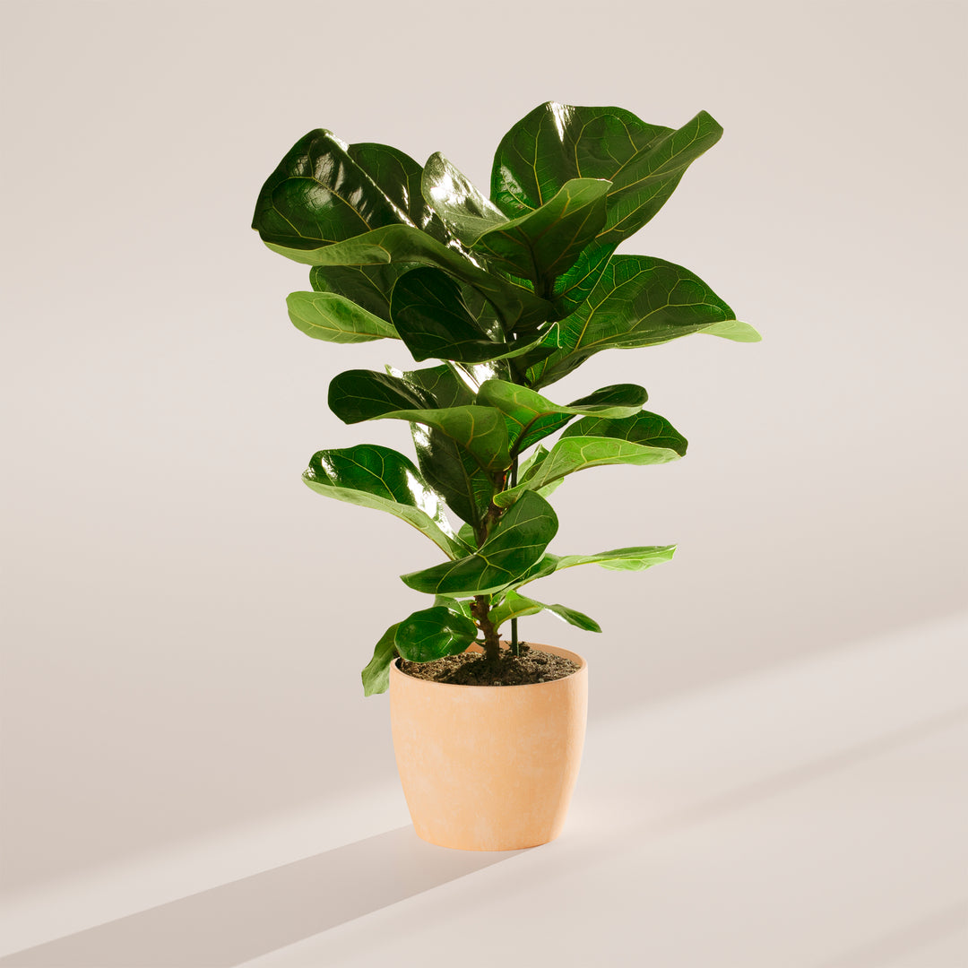 xl fiddle leaf fig tree Fiddle Leaf Fig Tree | Ficus Lyrata