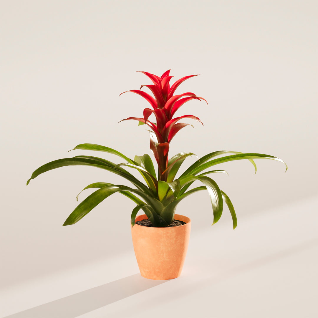 indoor guzmania plant care Bromeliad Guzmania | Bromeliads for Sale
