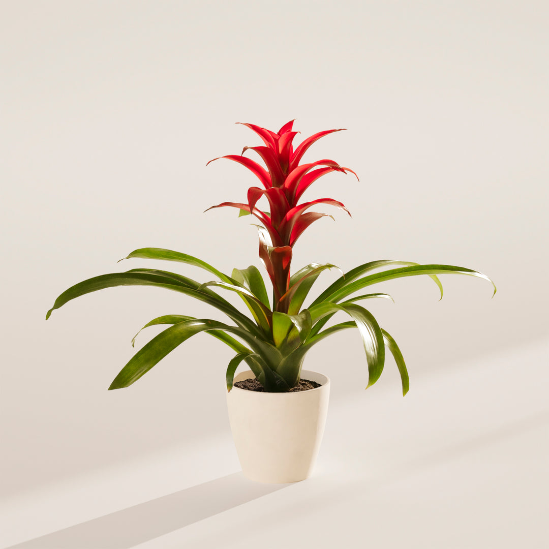 bromeliads indoor plants Bromeliad Guzmania | Bromeliads for Sale