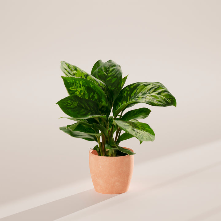 Homalomena 'Camouflage'