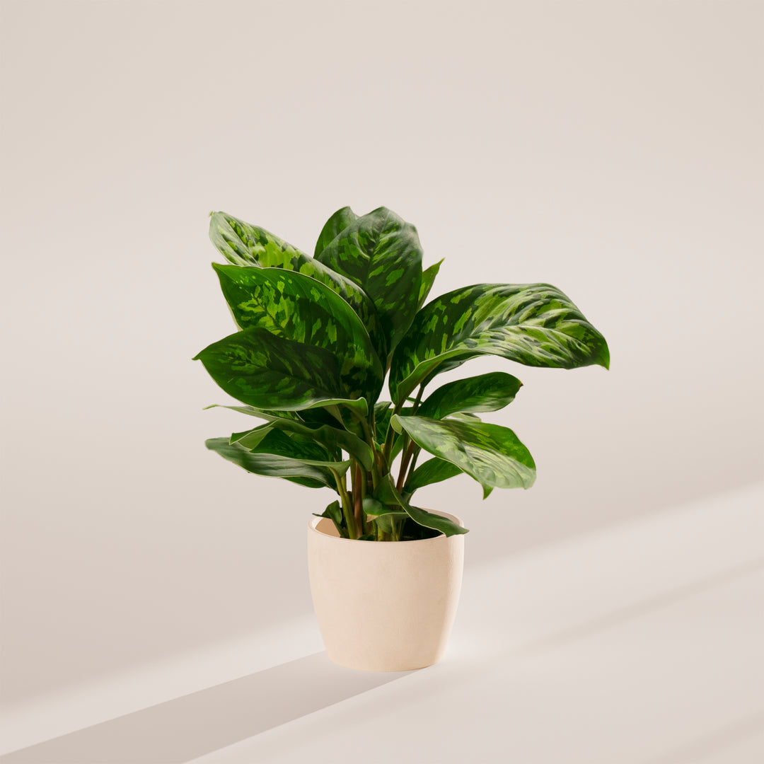 Homalomena 'Camouflage'