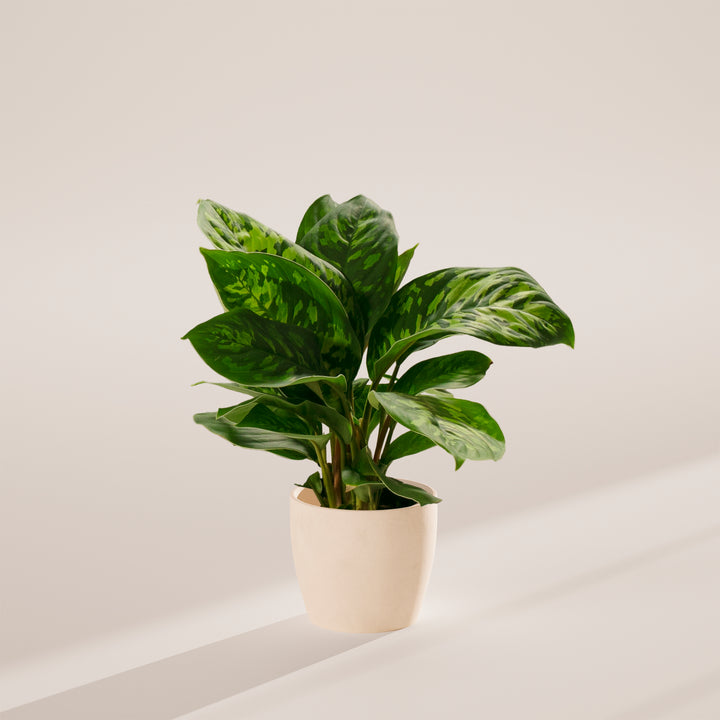 Homalomena 'Camouflage'