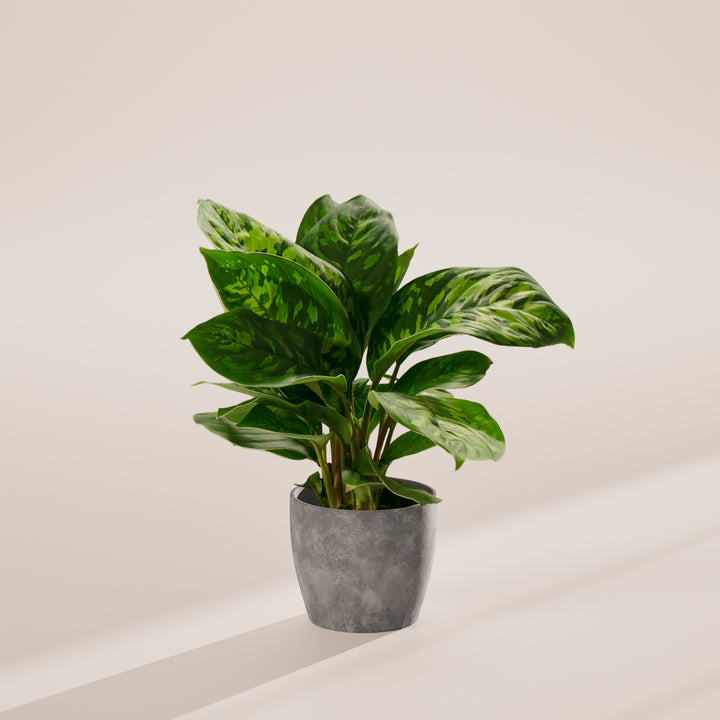 Homalomena 'Camouflage'