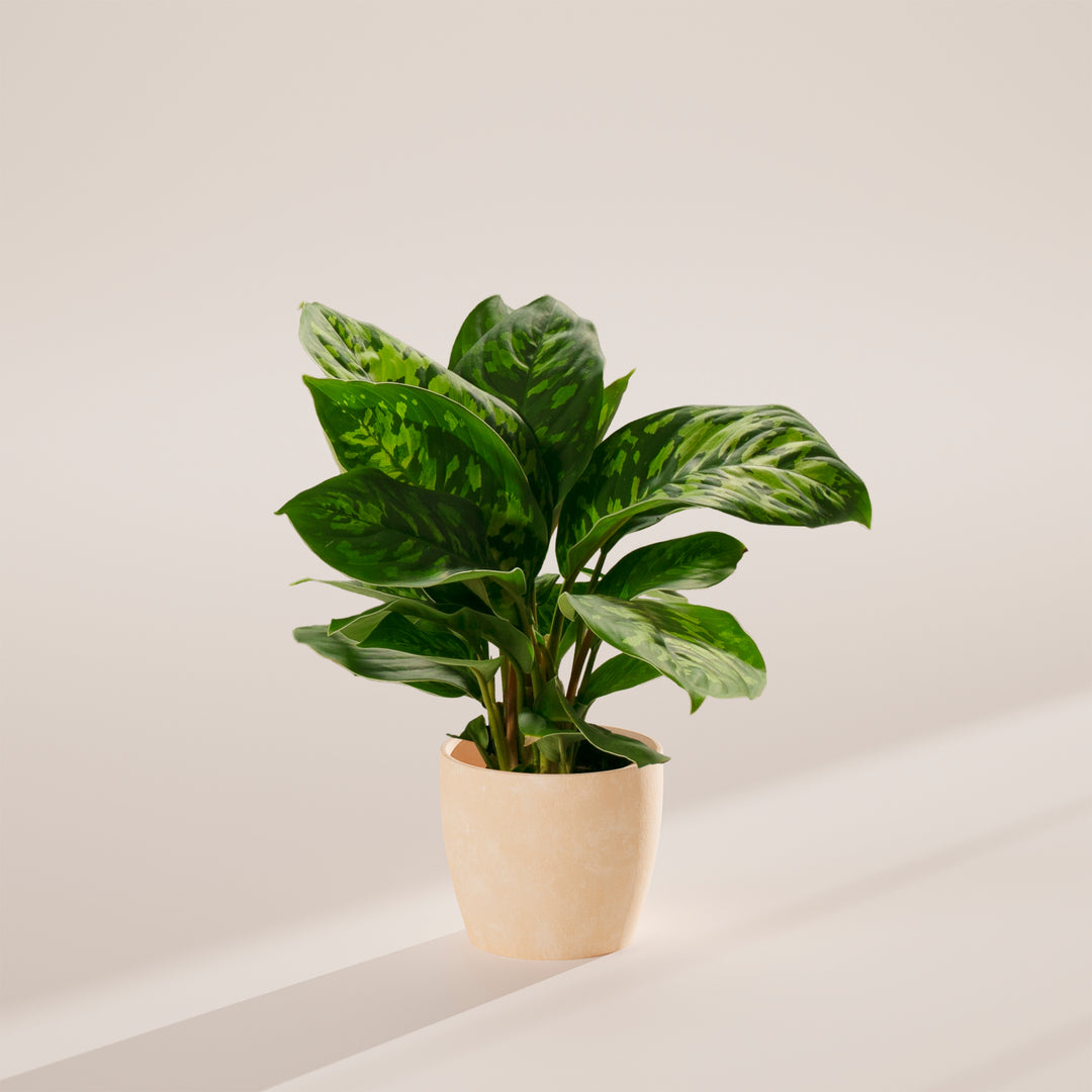 Homalomena 'Camouflage'
