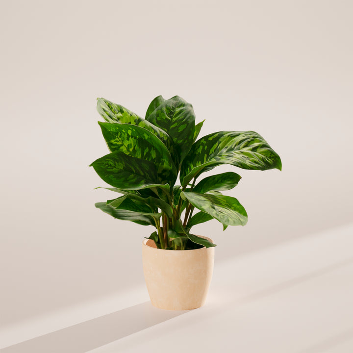 Homalomena 'Camouflage'