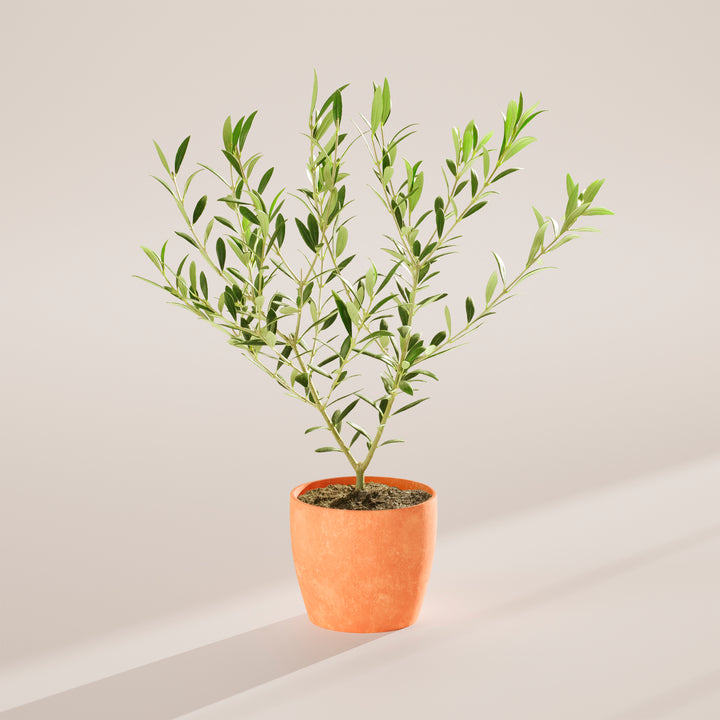 Indoor Olive Tree