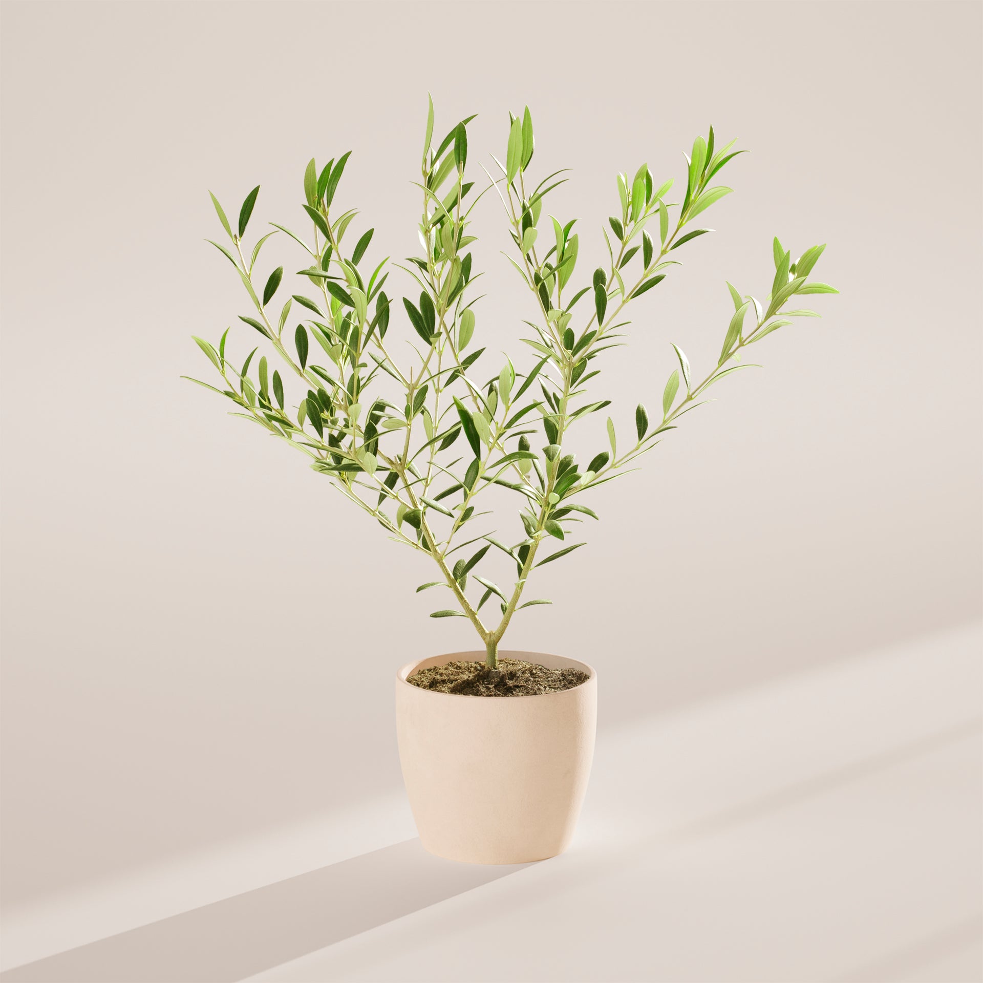 olive tree indoor plant Olive Tree for Sale | Indoor Trees