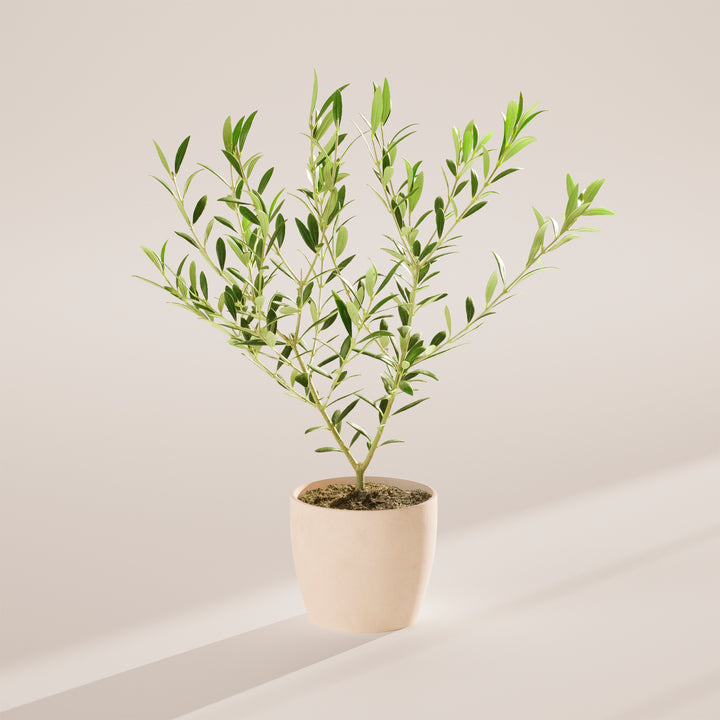 Indoor Olive Tree