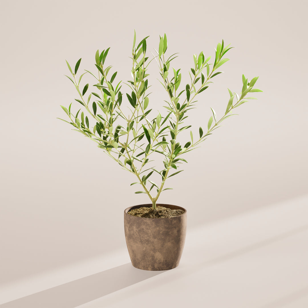 Indoor Olive Tree