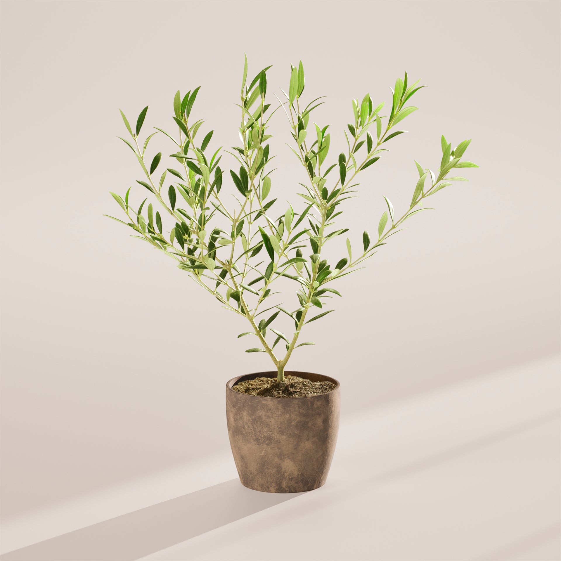 Olive Tree for Sale | Indoor Trees