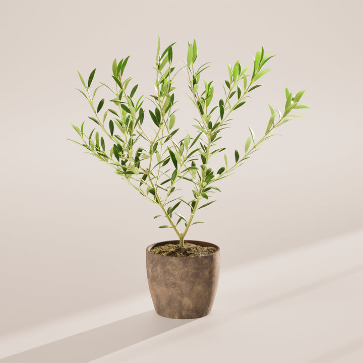 Indoor Olive Tree