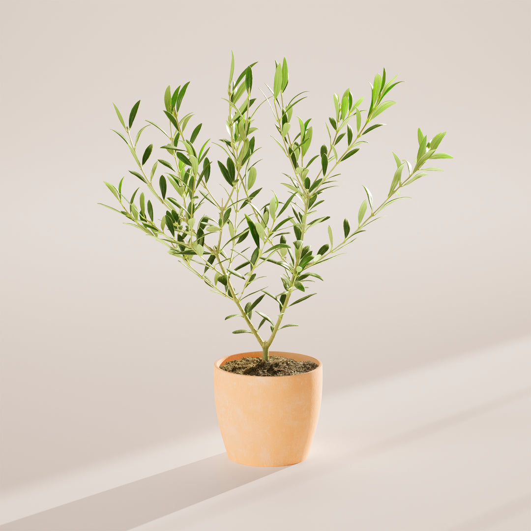 Indoor Olive Tree