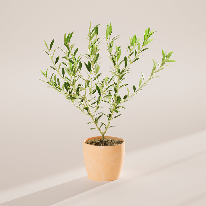 Indoor Olive Tree
