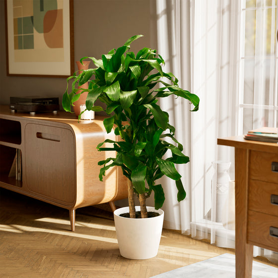 Janet Craig Dragon Plant (Dracaena)