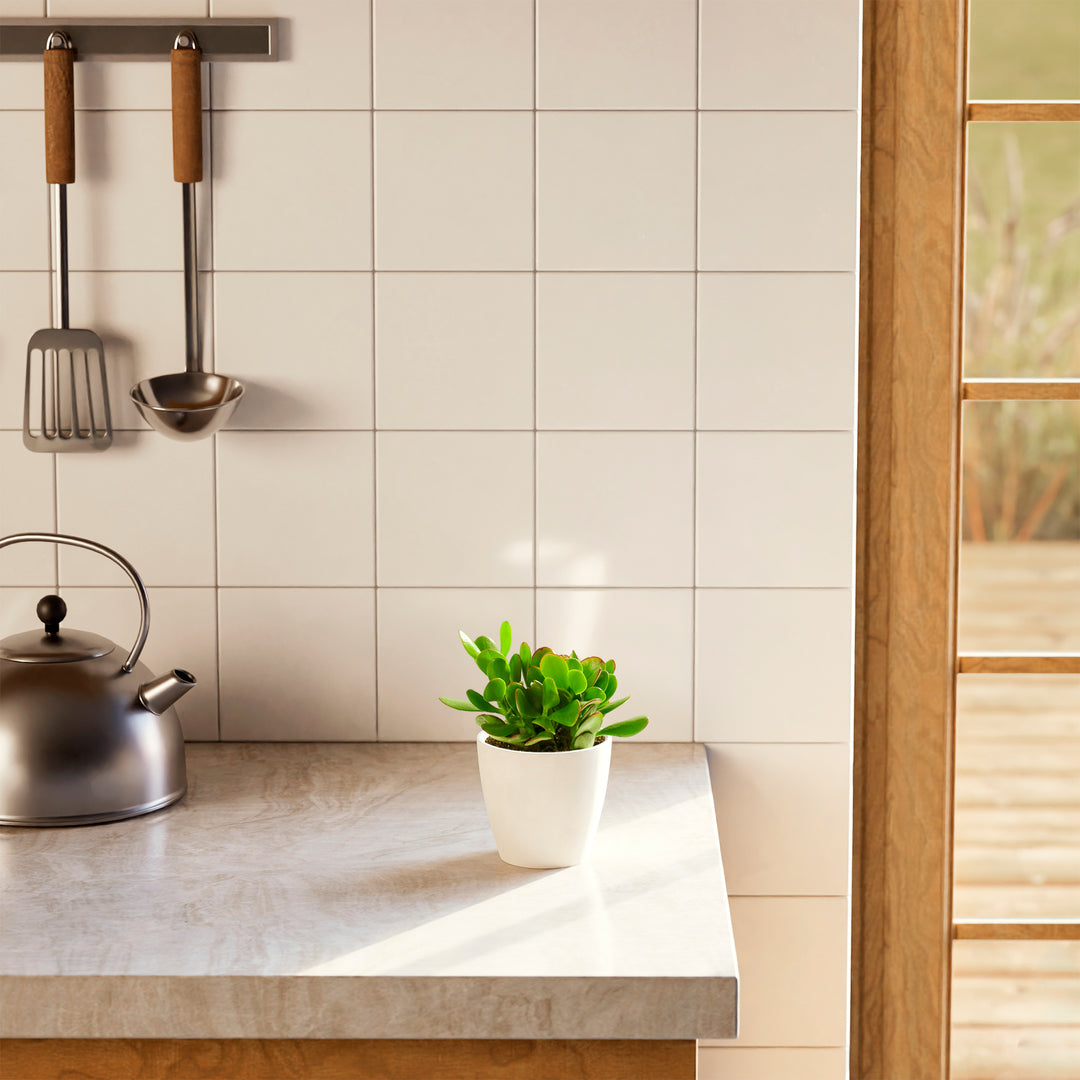 jade plant in kitchen Jade Plant for Sale Including Care Guide