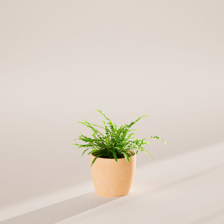 indoor fern plants low light Lemon Button Fern For Sale | Care Guide & Growing Tips