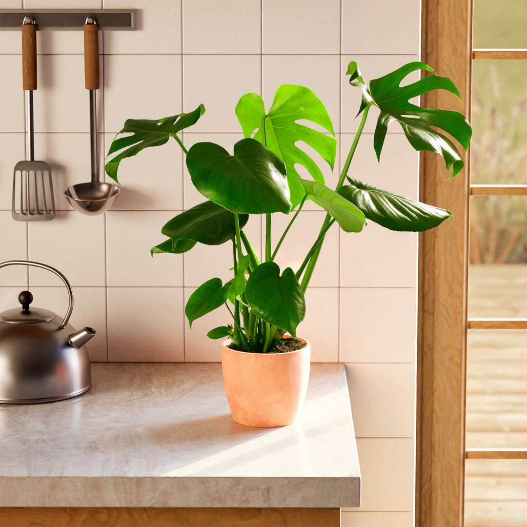 miniature split leaf philodendron Monstera Plant, Split Leaf Philodendron For Sale & Care Tips Extra Large / Baskets / Light