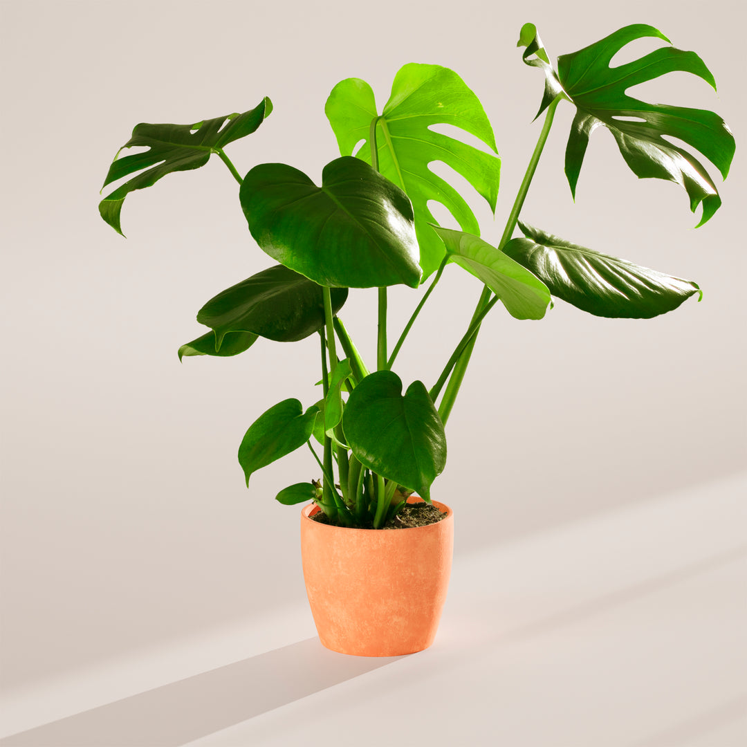 5 1 1 mix monstera delicious Monstera Plant, Split Leaf Philodendron For Sale & Care Tips Medium / Eco Pot / Earl Grey