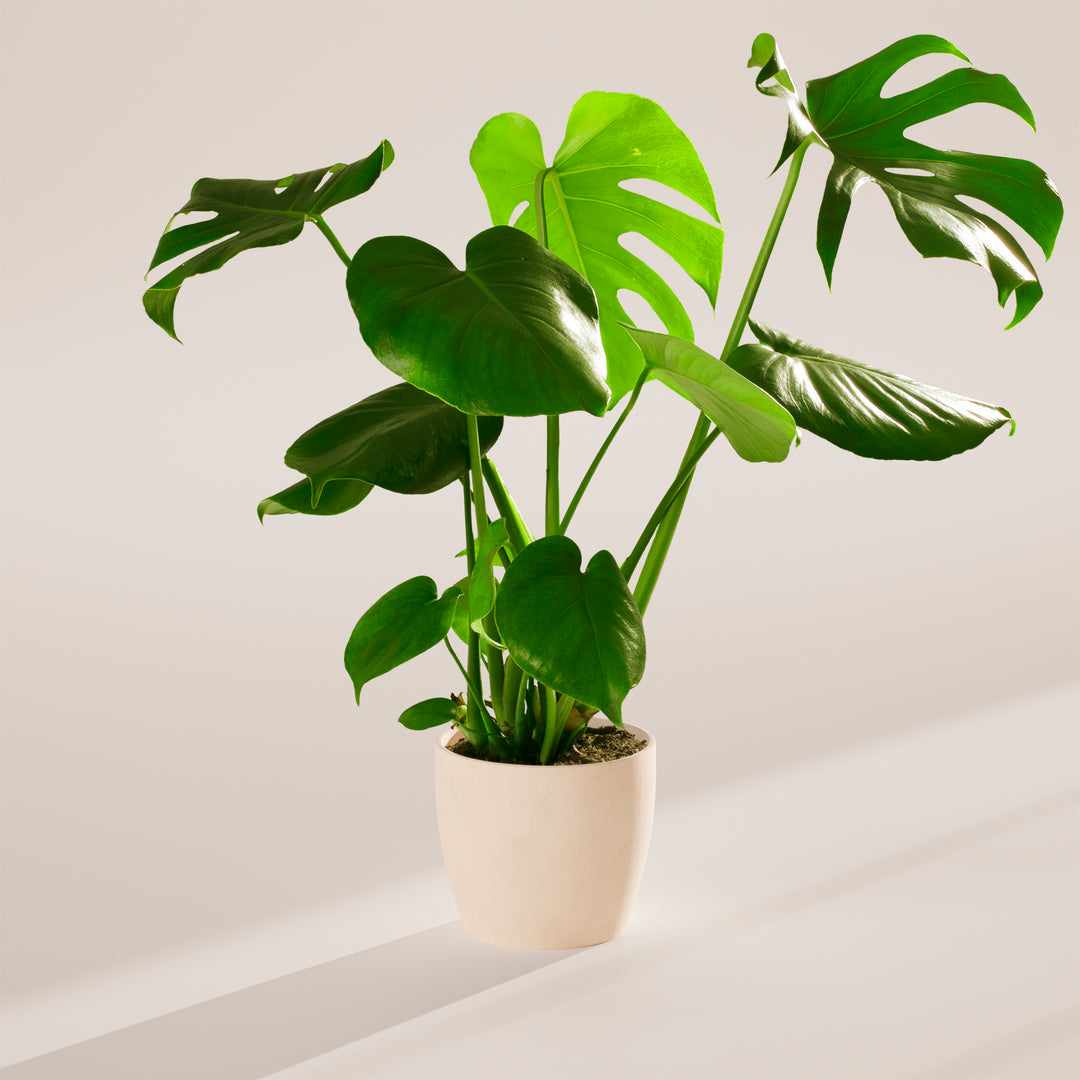 philodendron vs monstera deliciosa Monstera Plant, Split Leaf Philodendron For Sale & Care Tips Medium / Smart Watering / Earl Grey