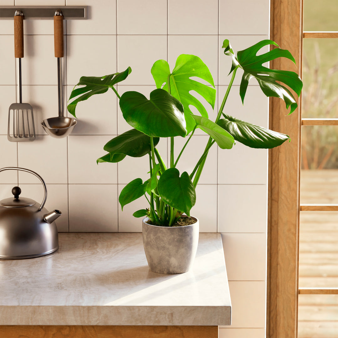 split leaf philodendron live plant Monstera Plant, Split Leaf Philodendron For Sale & Care Tips Extra Large / Baskets / Light