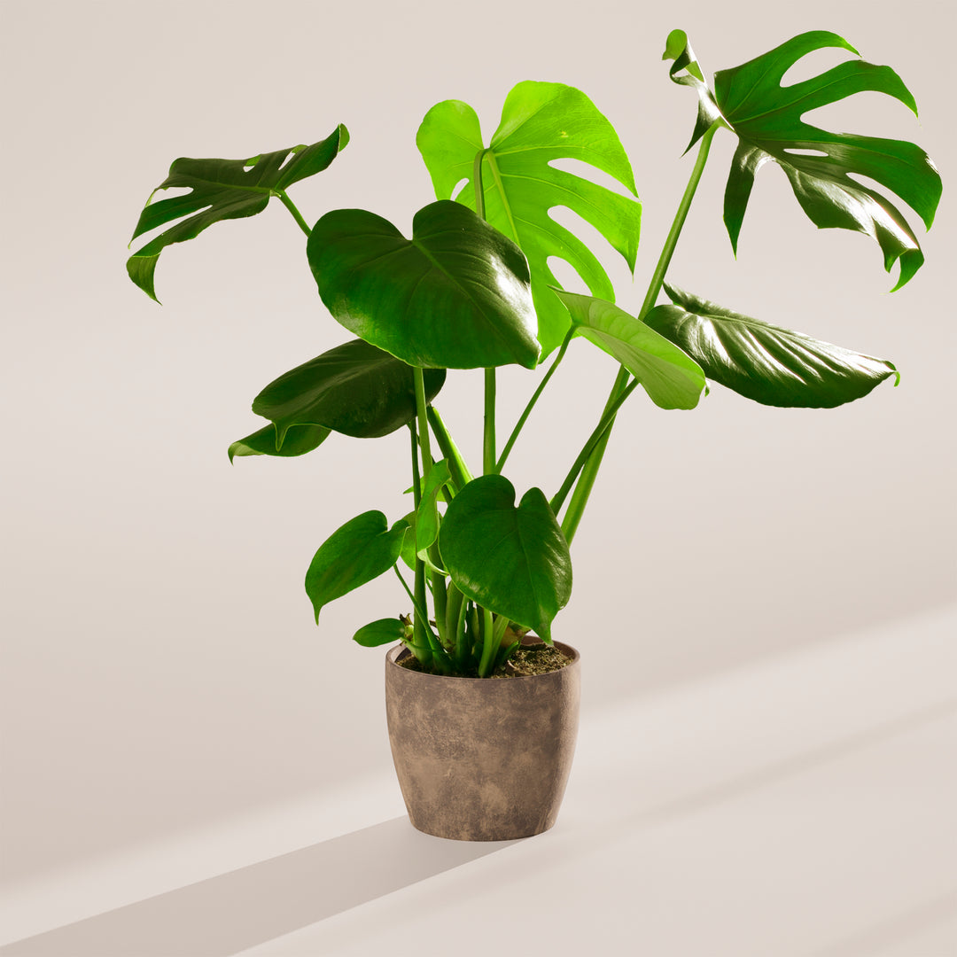 philodendron plant leaf Monstera Plant, Split Leaf Philodendron For Sale & Care Tips Medium / Smart Watering / Coconut