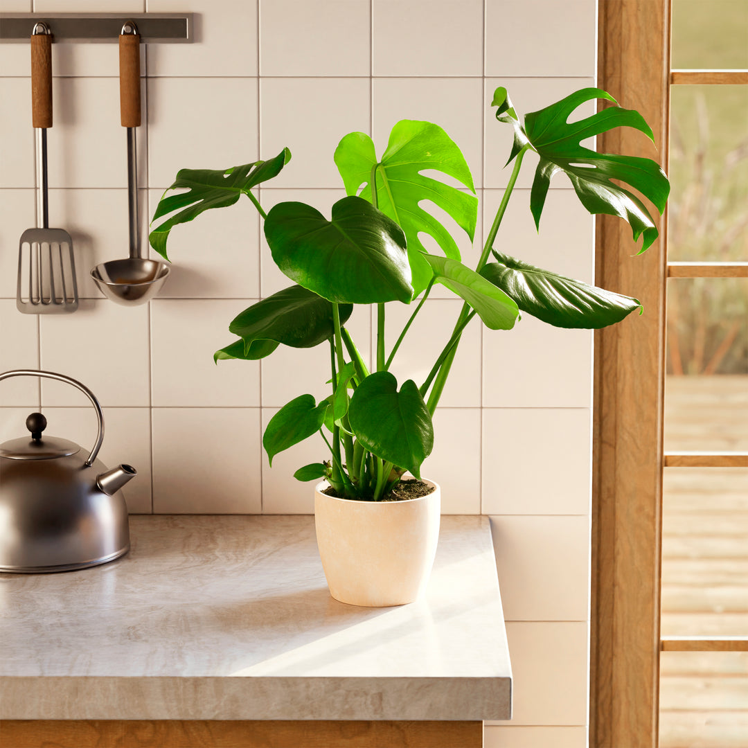 monstera leaf plant Monstera Plant, Split Leaf Philodendron For Sale & Care Tips Extra Large / Baskets / Light