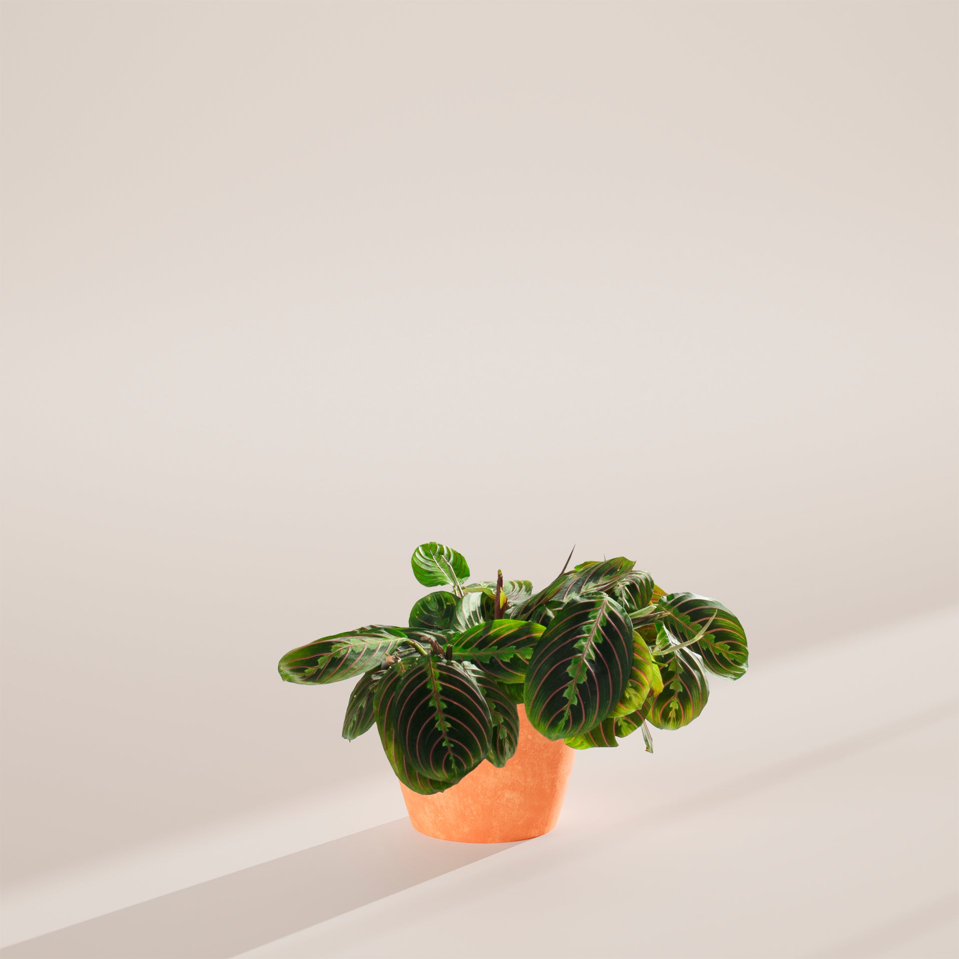 Red Maranta | Prayer Plants | Lively Root