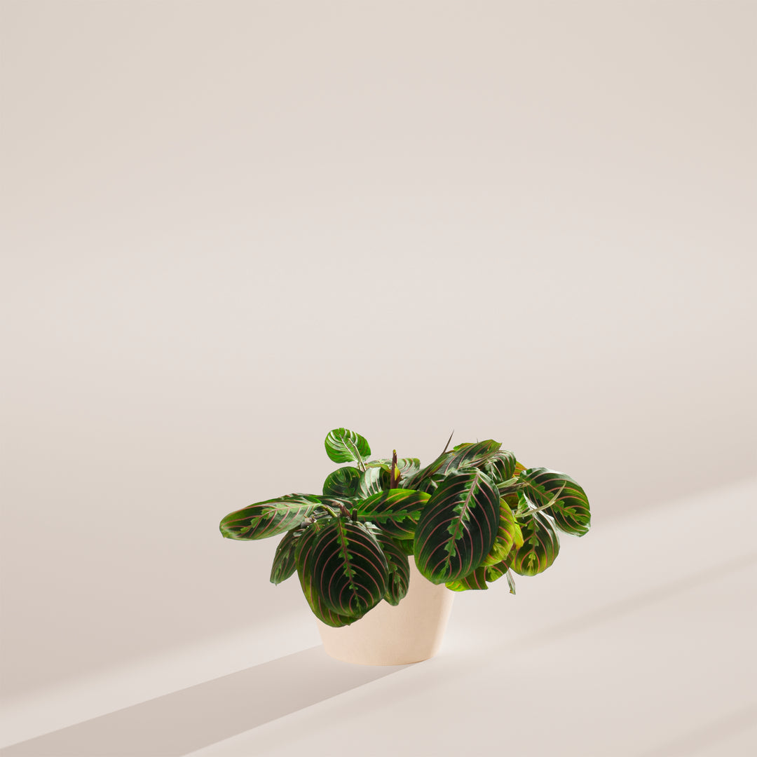 prayer plant planter Red Maranta | Prayer Plants
