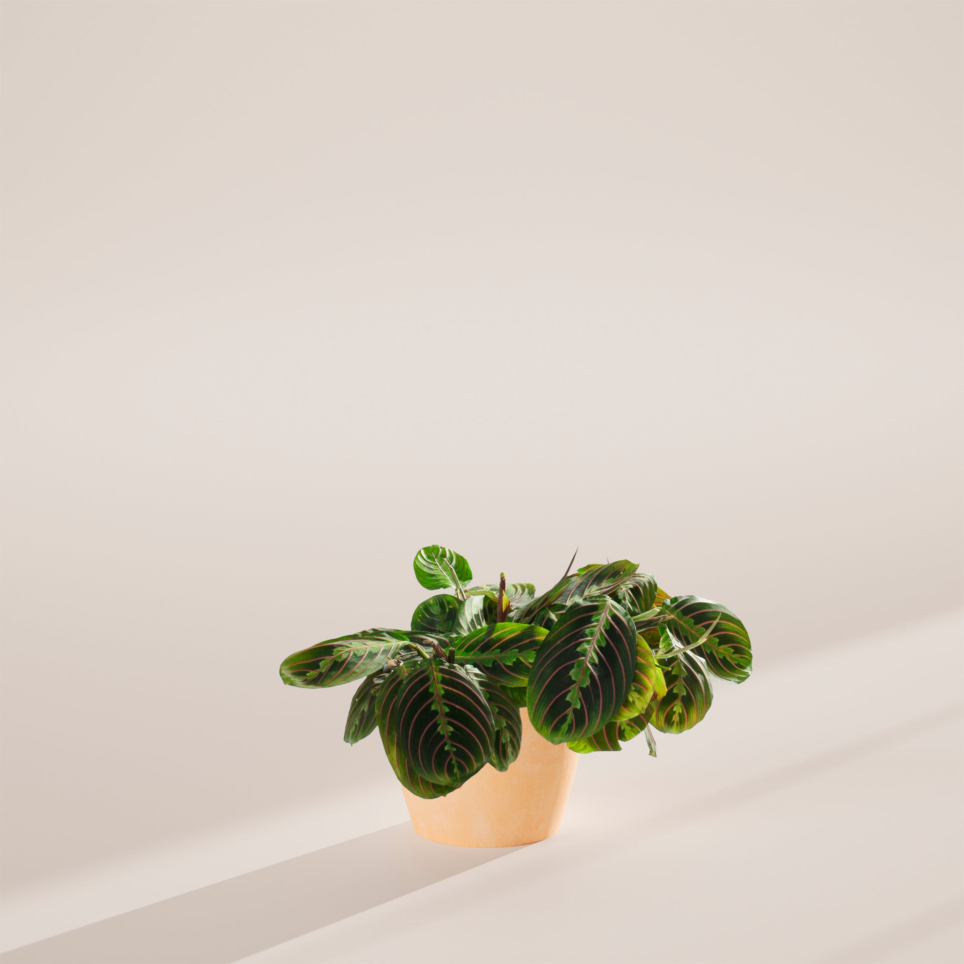 prayer plant light Red Maranta | Prayer Plants