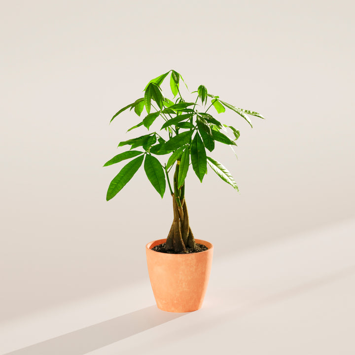 money tree huge Money Tree | Indoor Plants