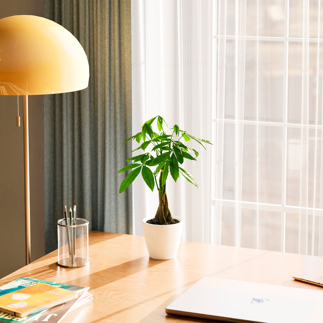 money tree lighting Money Tree | Indoor Plants