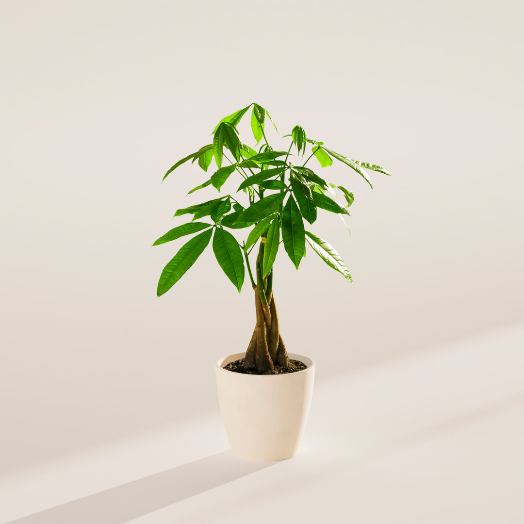 where can i buy money plant near me Money Tree | Indoor Plants
