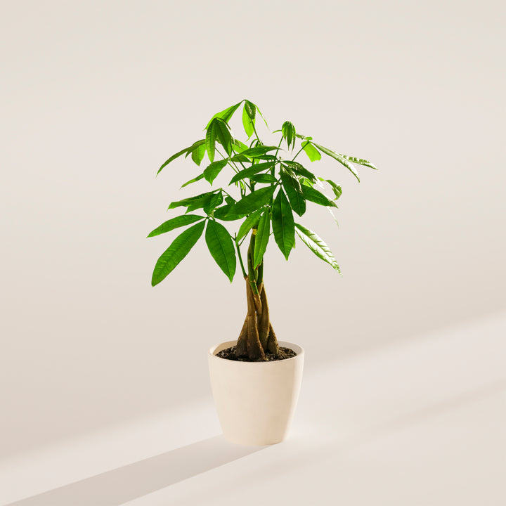 shake your money tree Money Tree | Indoor Plants