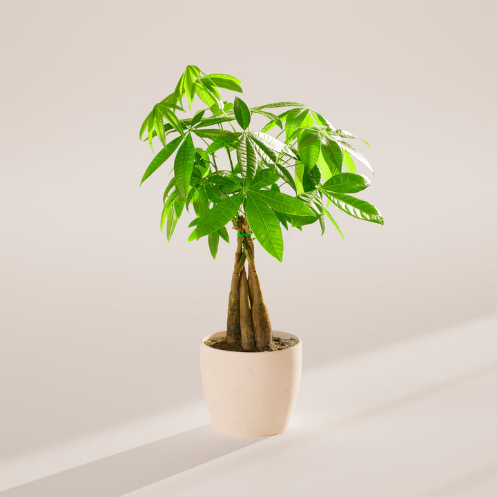 braided trunk house plant Money Tree | Indoor Plants