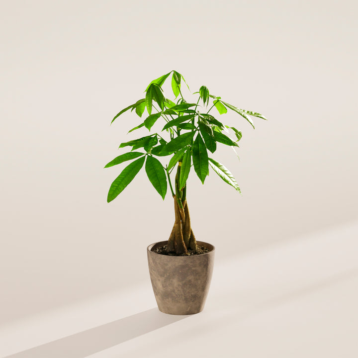 twisted stem indoor plant Money Tree | Indoor Plants