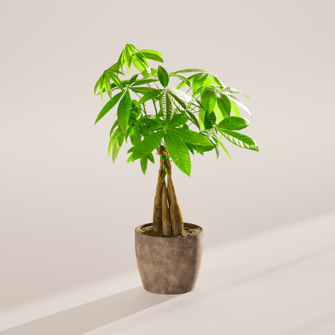 money tree tied together Money Tree | Indoor Plants