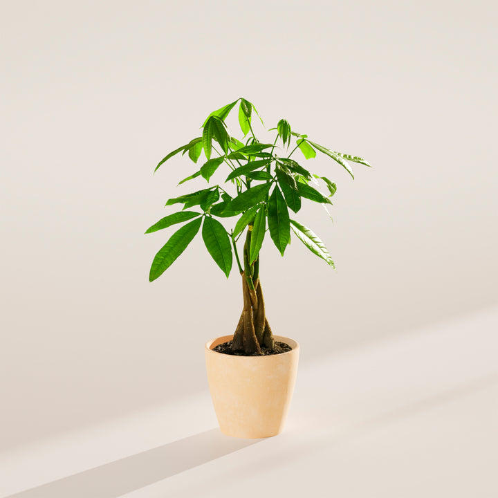 money tree capitol hill Money Tree | Indoor Plants