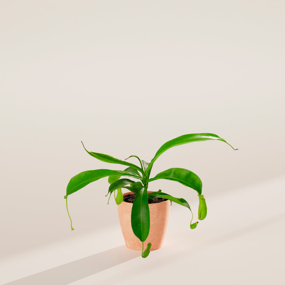 Pitcher Plant