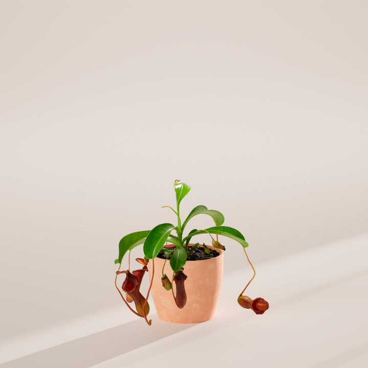 Pitcher Plant