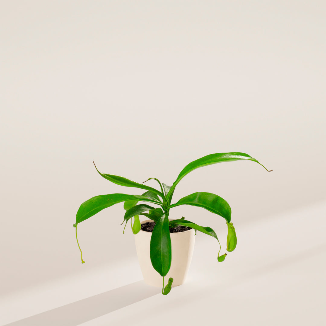 Pitcher Plant