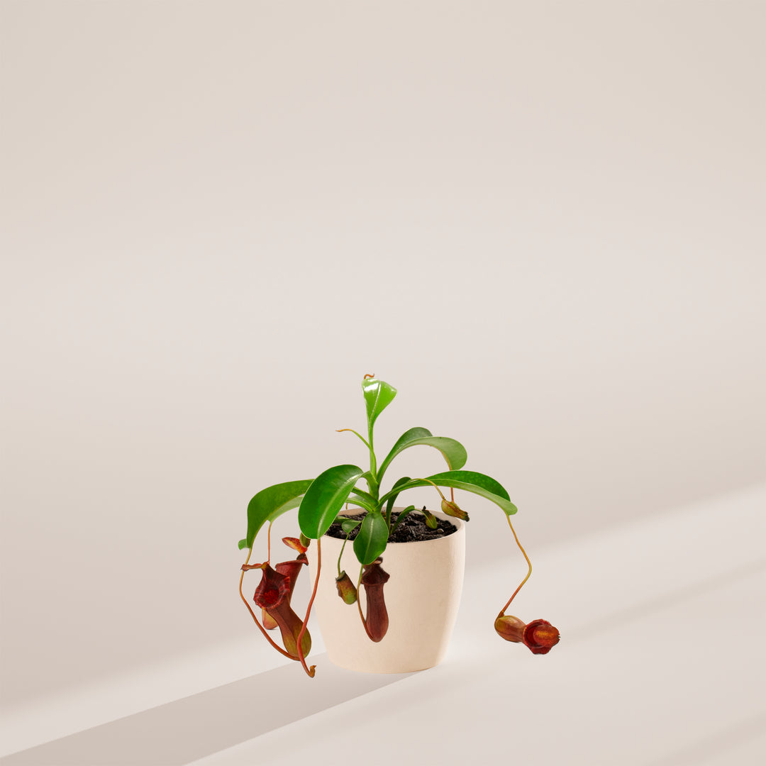 Pitcher Plant