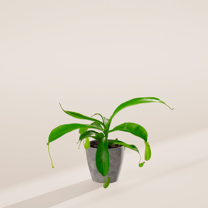 Pitcher Plant