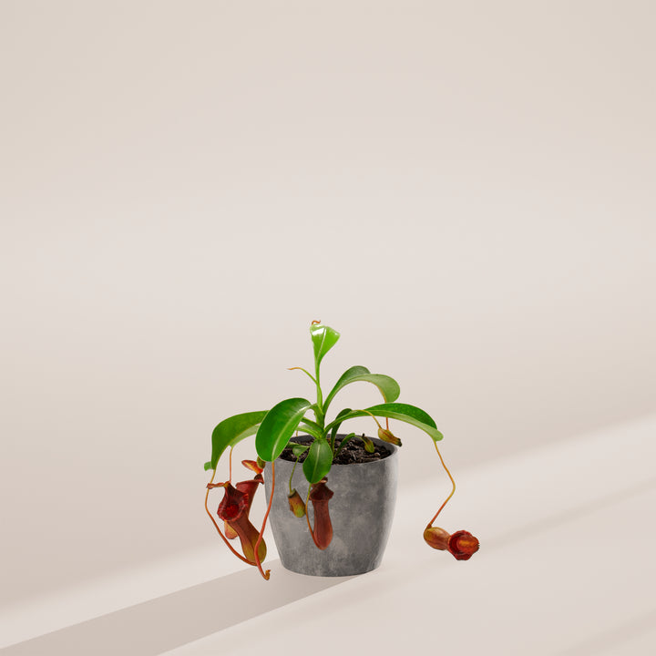Pitcher Plant