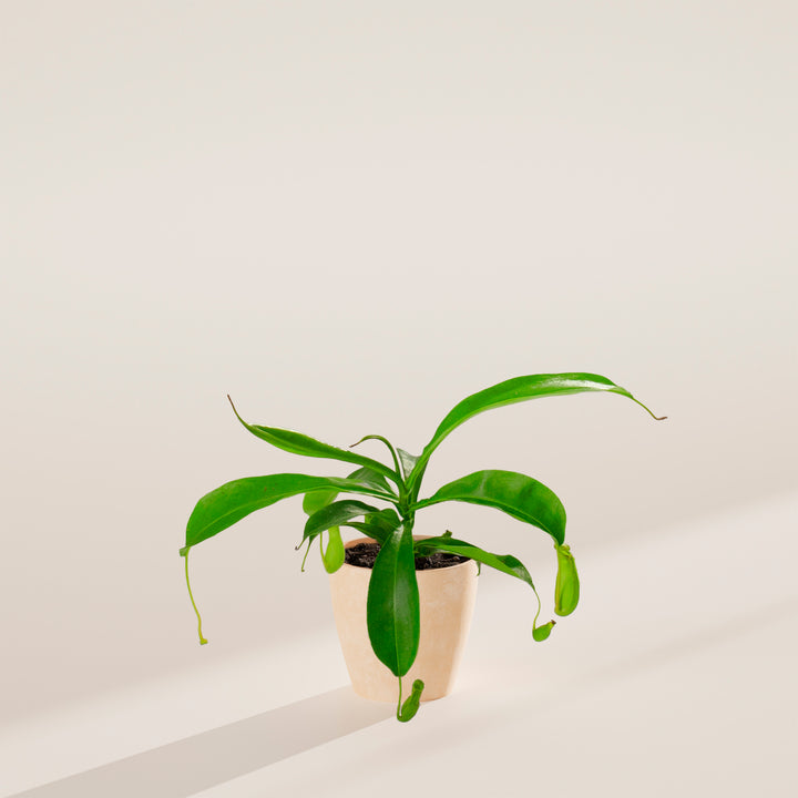 Pitcher Plant