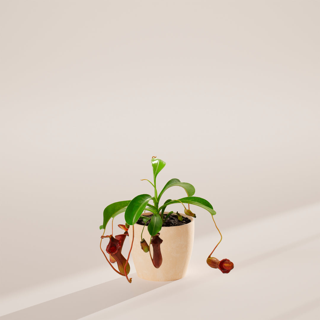 Pitcher Plant