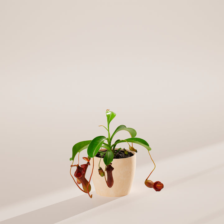 Pitcher Plant