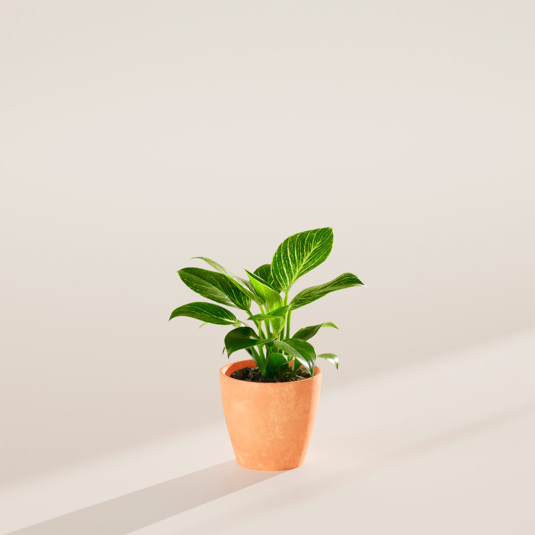 how tall does a philodendron birkin grow Philodendron Birkin | Indoor Plants